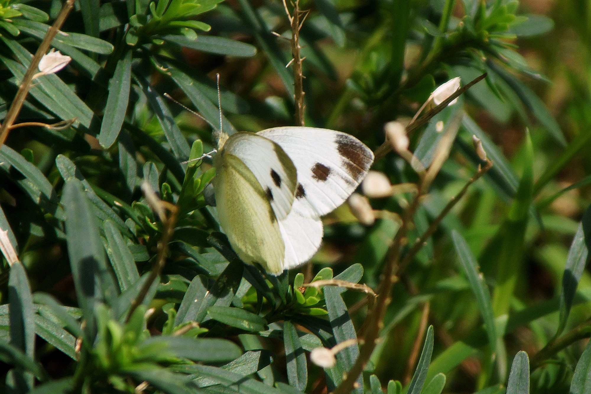 ARTEN Neobiota Natur im Wandel