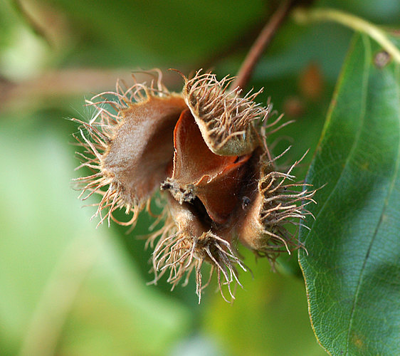 sylvatica