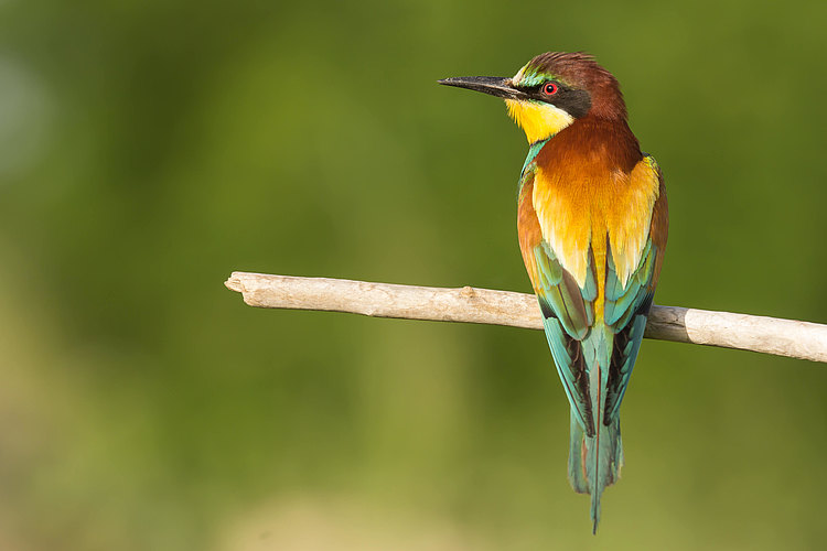 apiaster