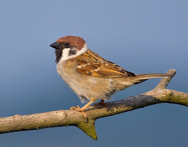 montanus