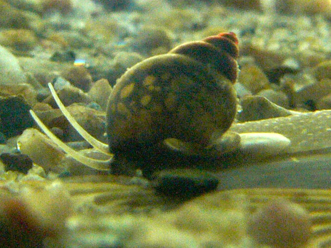 tentaculata