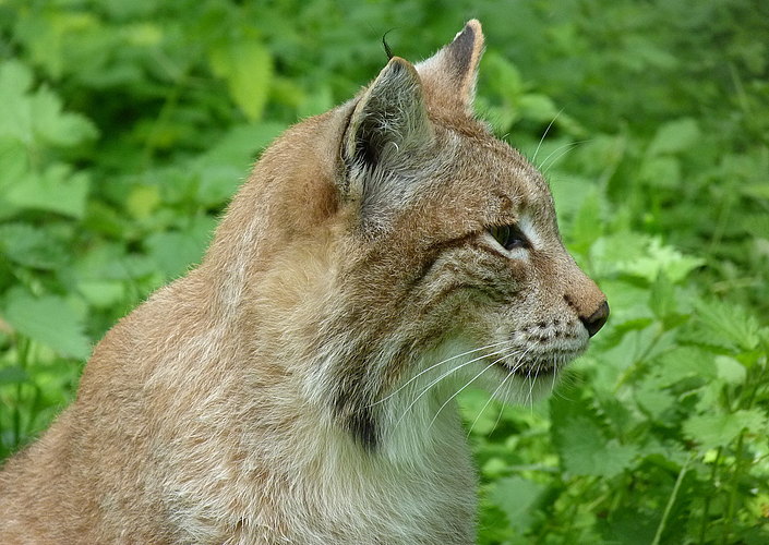 lynx