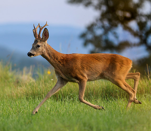 capreolus