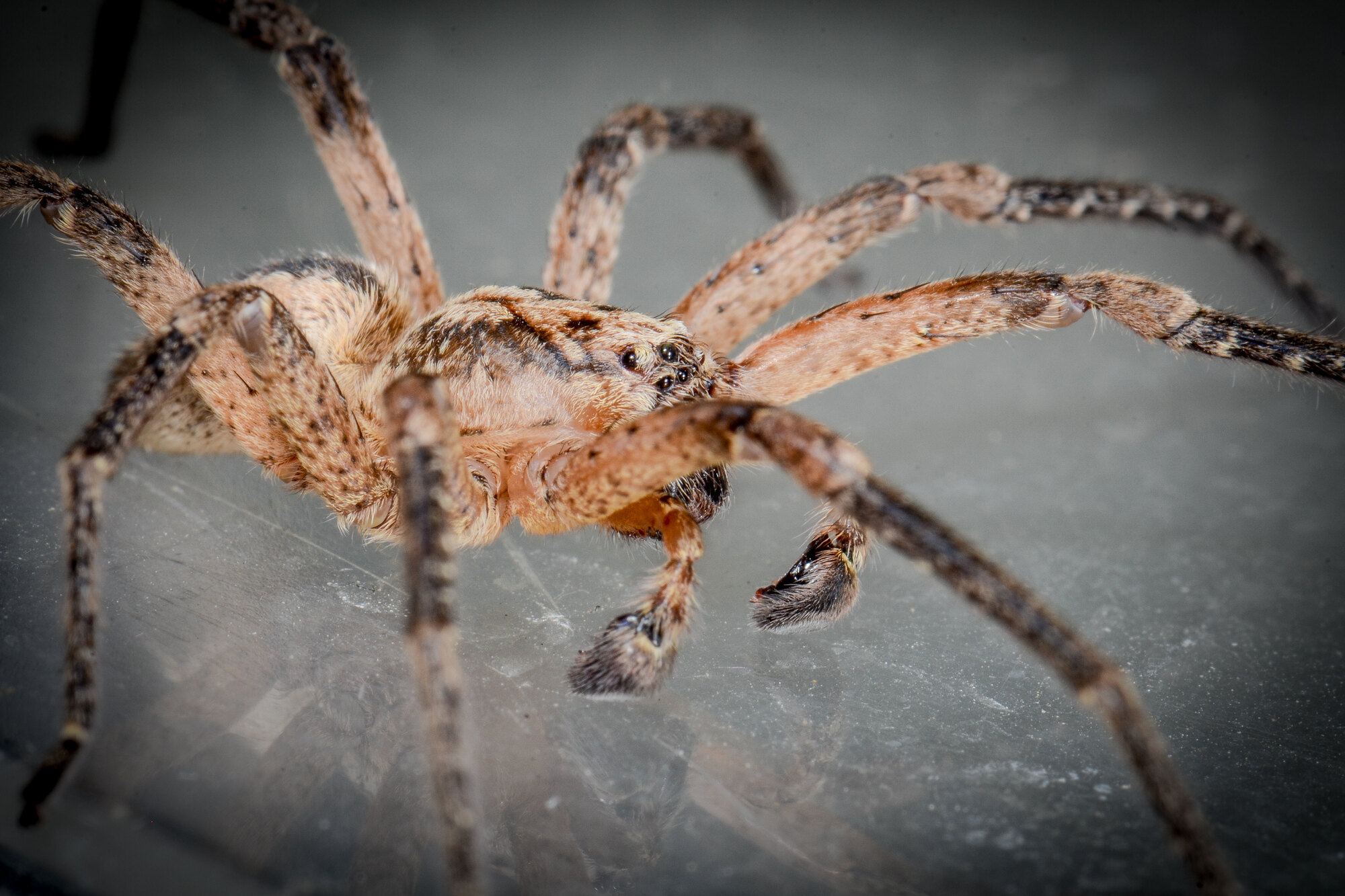 ARTEN Neobiota Natur im Wandel — free download