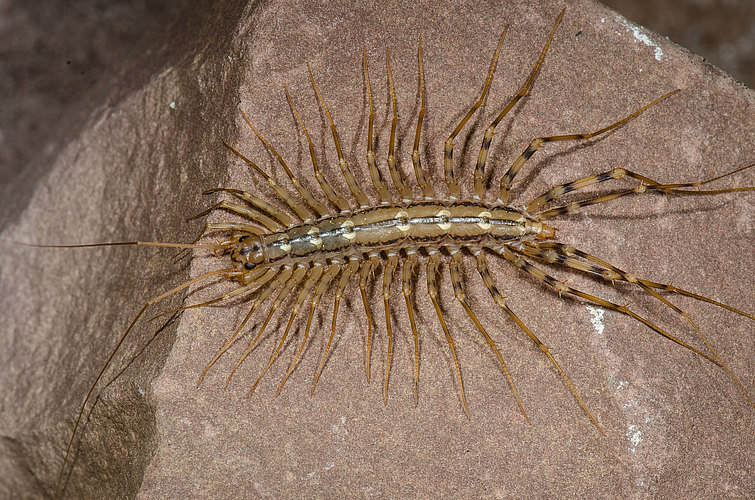 coleoptrata