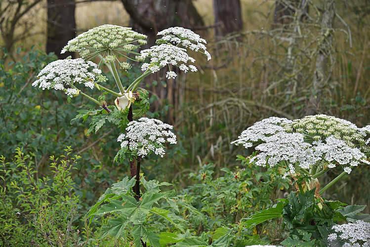 mantegazzianum