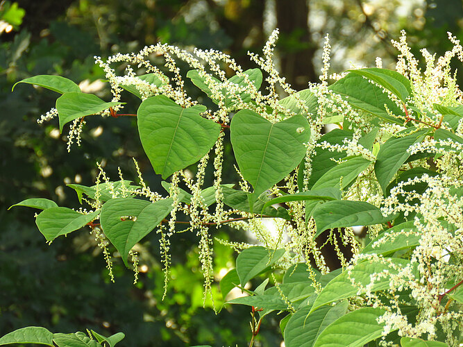 japonica