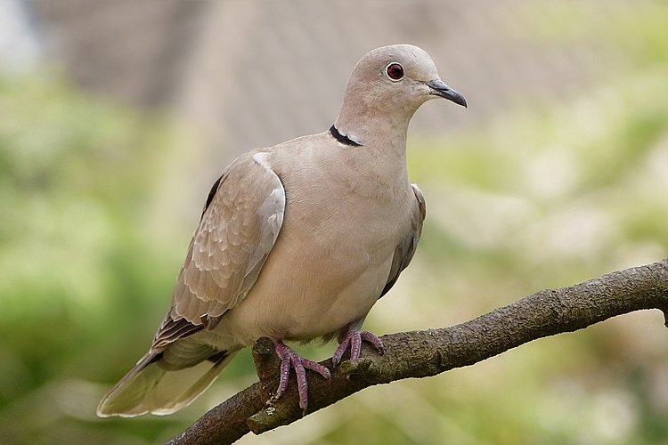 decaocto