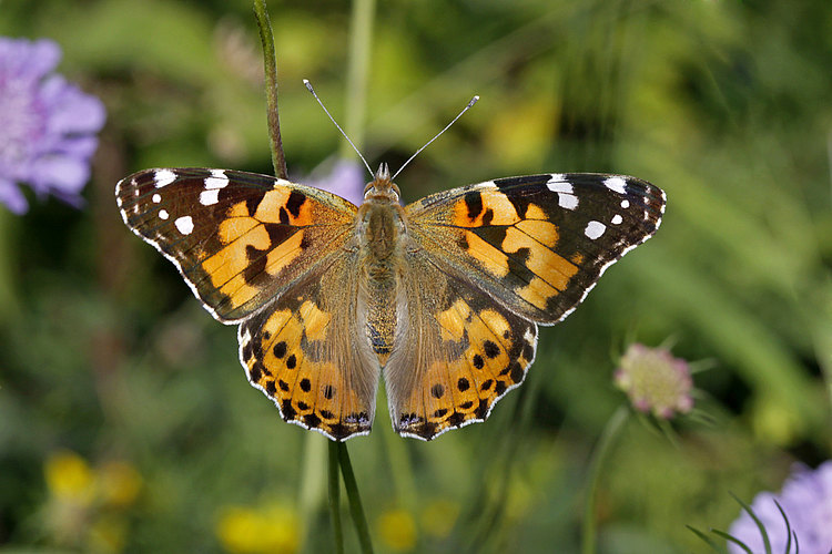 cardui