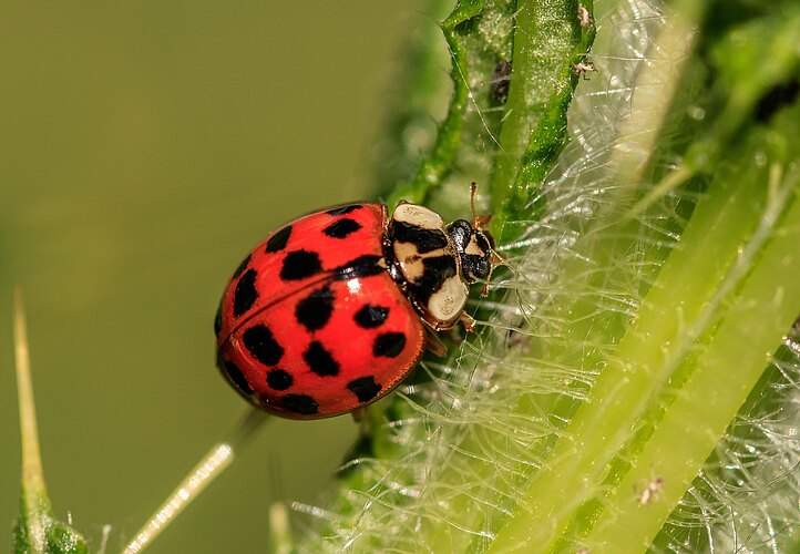 axyridis