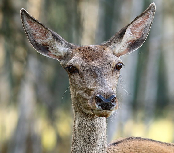 elaphus